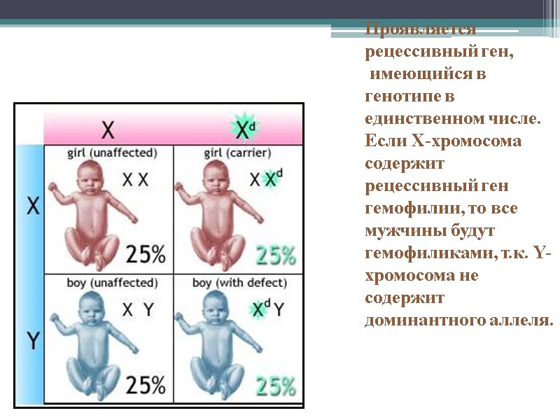 ХУ Проявляется рецессивный ген,   имеющийся в генотипе в единственном числе. Если Х-хромосома